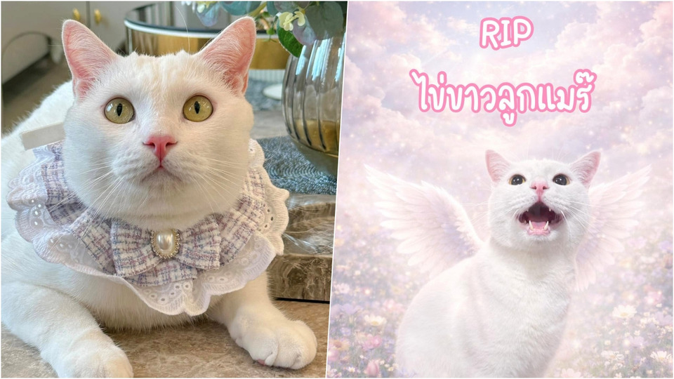 แฟนคลับเศร้า! "ไข่ขาวลูกแมร๊" เหมียวอินฟลูฯ กลับดาวแมวอย่างสงบ