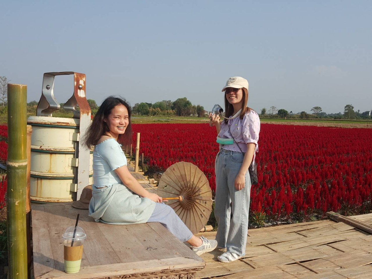 ขึ้นเชียงใหม่ชมทุ่งเดอะฟลาวเว่อร์ดอกเซโลเซียสีแดงสดบานสะพรั่ง จุดเช็กอินยอดฮิต