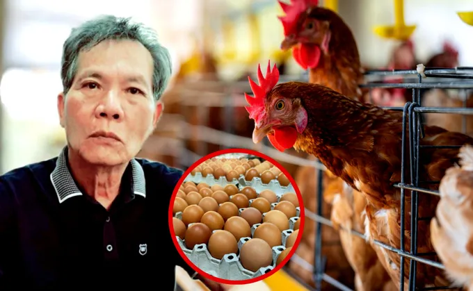 หลายปัจจัยดันต้นทุนการผลิตพุ่ง สวนทางราคาขายไข่ไก่