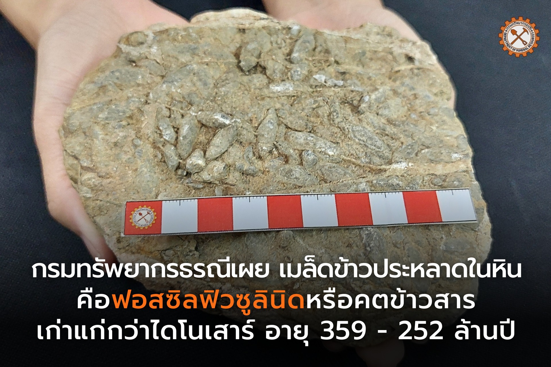 “กรมทรัพยากรธรณี” ไขปมเมล็ดข้าวประหลาดในหิน คือ ฟอสซิลฟิวซูลินิดหรือคตข้าวสารอายุ 359-252 ล้านปี