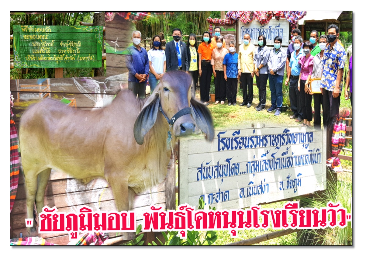 ชัยภูมิร่วมมอบพันธุ์โคต่อยอดโรงเรียนวัวหนุนการเรียนสร้างทักษะชีวิต