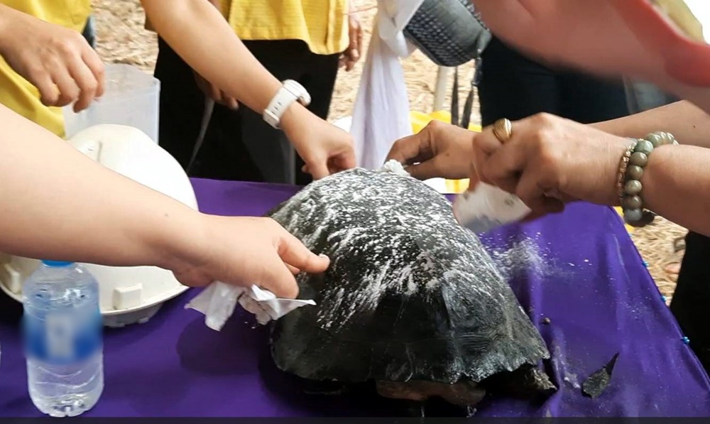 มาให้โชค!! แห่ทาแป้ง​ "เต่ายักษ์" ​คลานขึ้นมาจากพงหญ้าขณะจิตอาสาลอกคูคลอง 