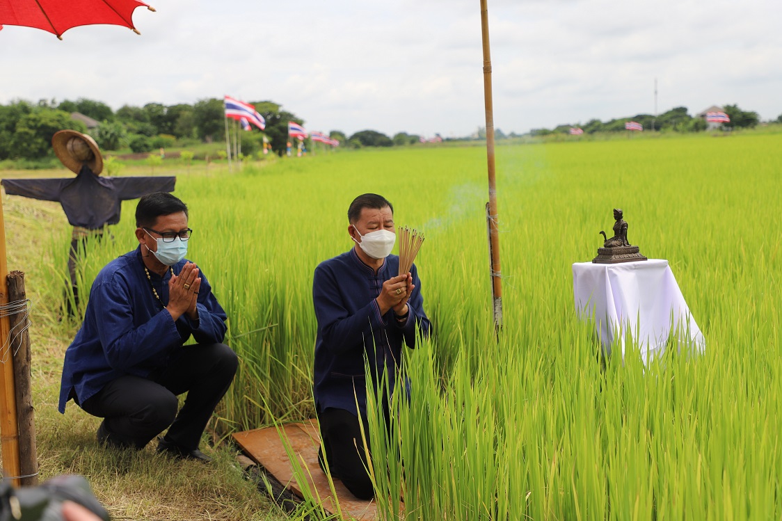 เกษตรฯอยุธยาทำพิธีบวงสรวงรับขวัญพระแม่โพสพ ณ แปลงนาทุ่งมะขามหย่อง