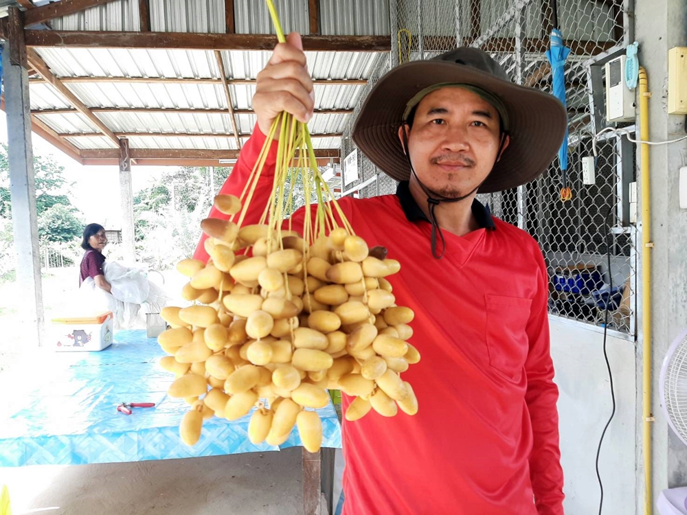 วิศวกรหนุ่มวัย 44 ปี ใจรักเกษตร เปลี่ยนที่นาเป็นสวนอินทผลัม 7 สายพันธุ์ 