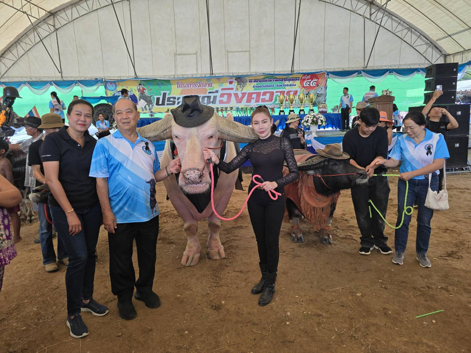 “วิ่งควายชุมแสง” สนามแตก! ชาวบ้านแห่ร่วมงานประเพณีปีที่ 45 ควายแชมป์มูลค่า 18 ล้านสะเทือนวงการ