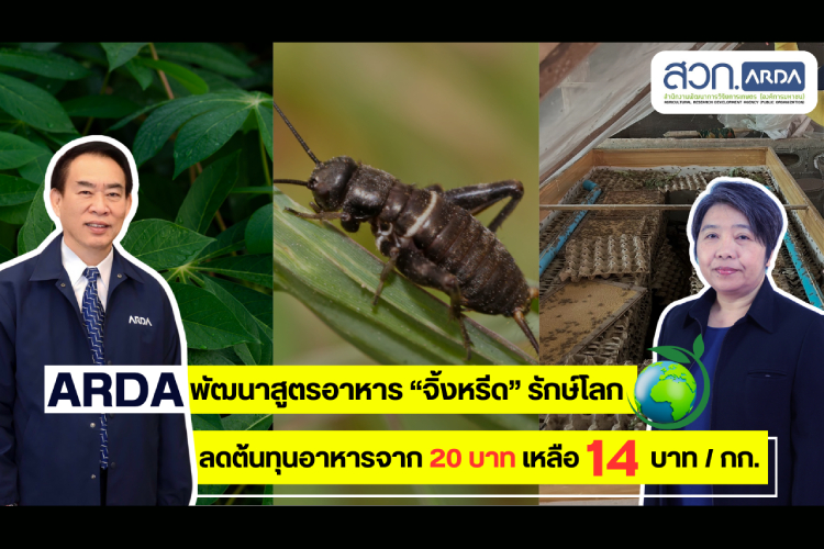  ARDA โชว์งานวิจัยรักษ์โลก นำใบมันสำปะหลังเหลือใช้พัฒนาสูตรอาหาร “จิ้งหรีด” ลดต้นทุน  