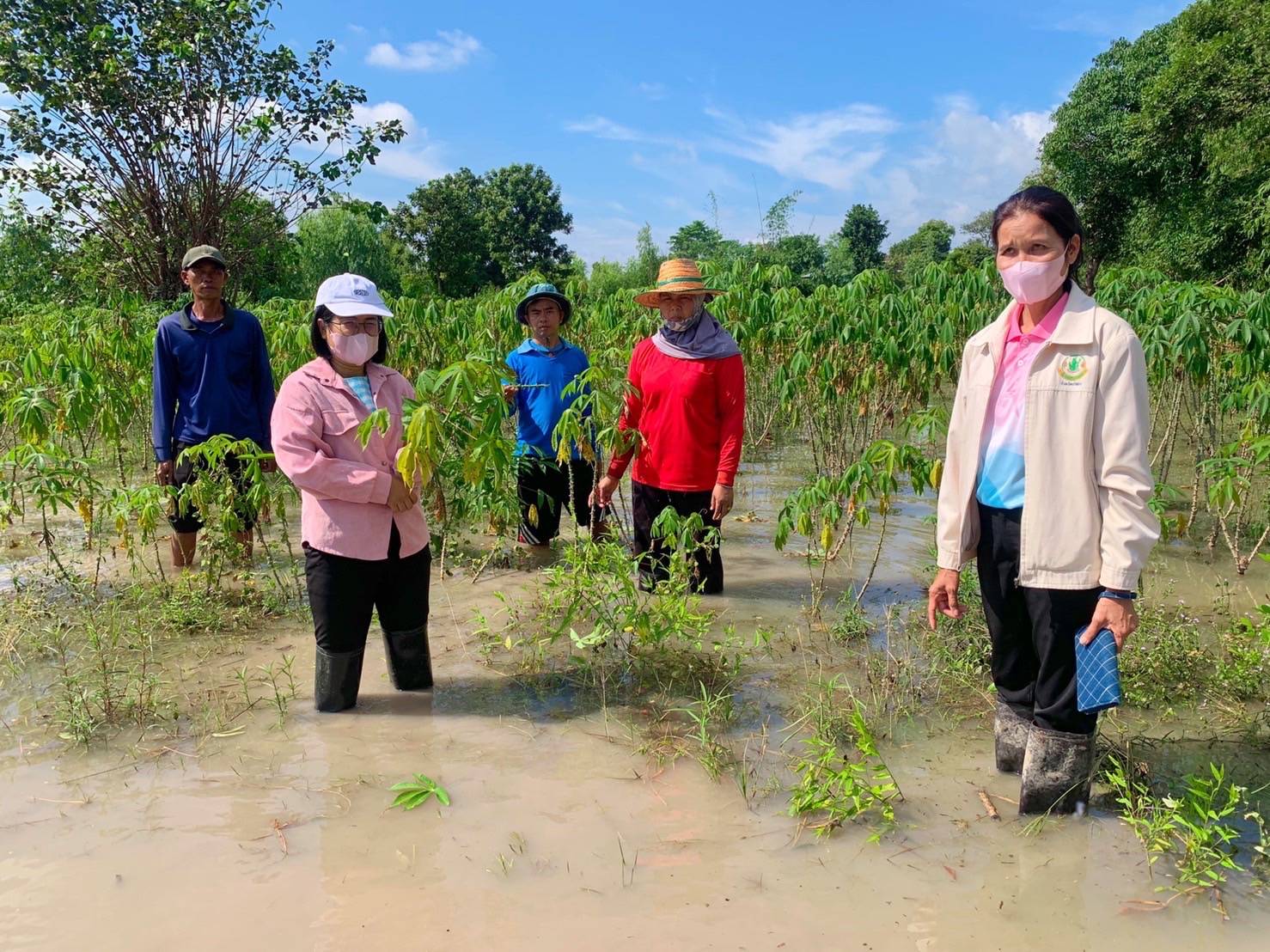เกษตรอำเภอมหาชนะชัยลงพื้นที่ตรวจสอบไร่มันสำปะหลังถูกน้ำท่วมเน่าเสียหาย
