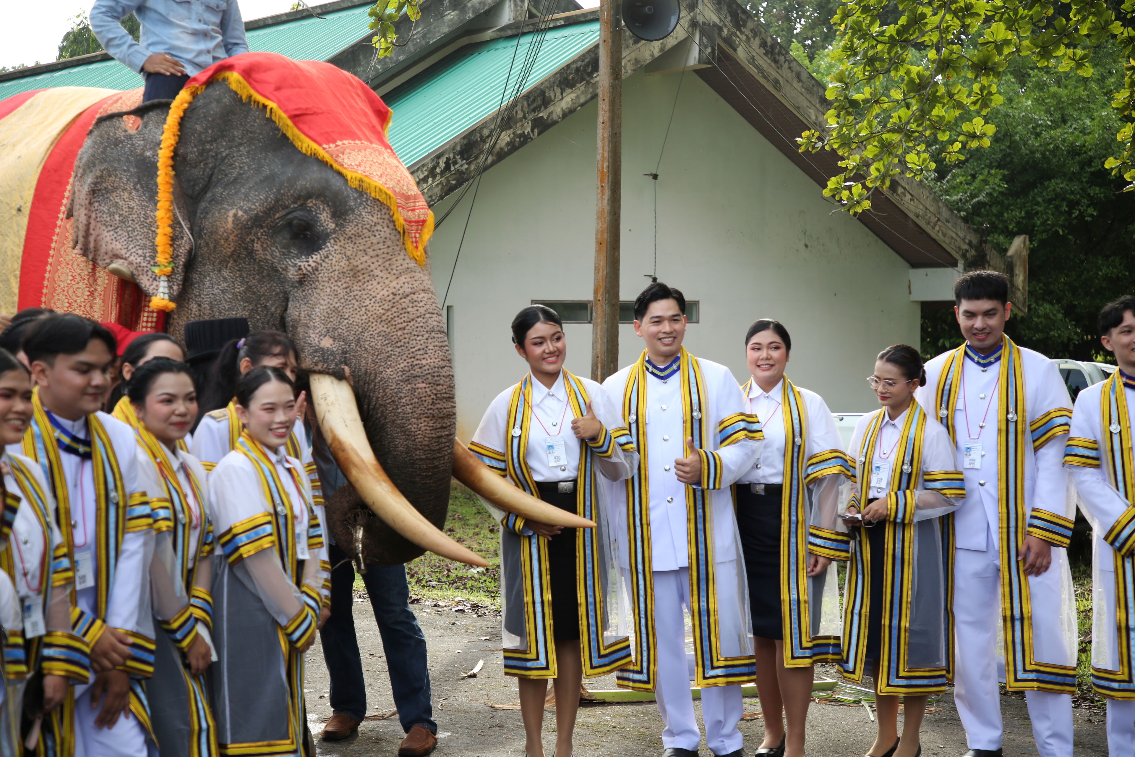 "หมอช้าง"รับปริญญาสัตวแพทย์ศาสตร์มี"พ่อพลายล้าน"มาร่วมขบวนเดินของบัณฑิตคณะสัตวแพทย์ศาสตร์โดยเฉพาะ