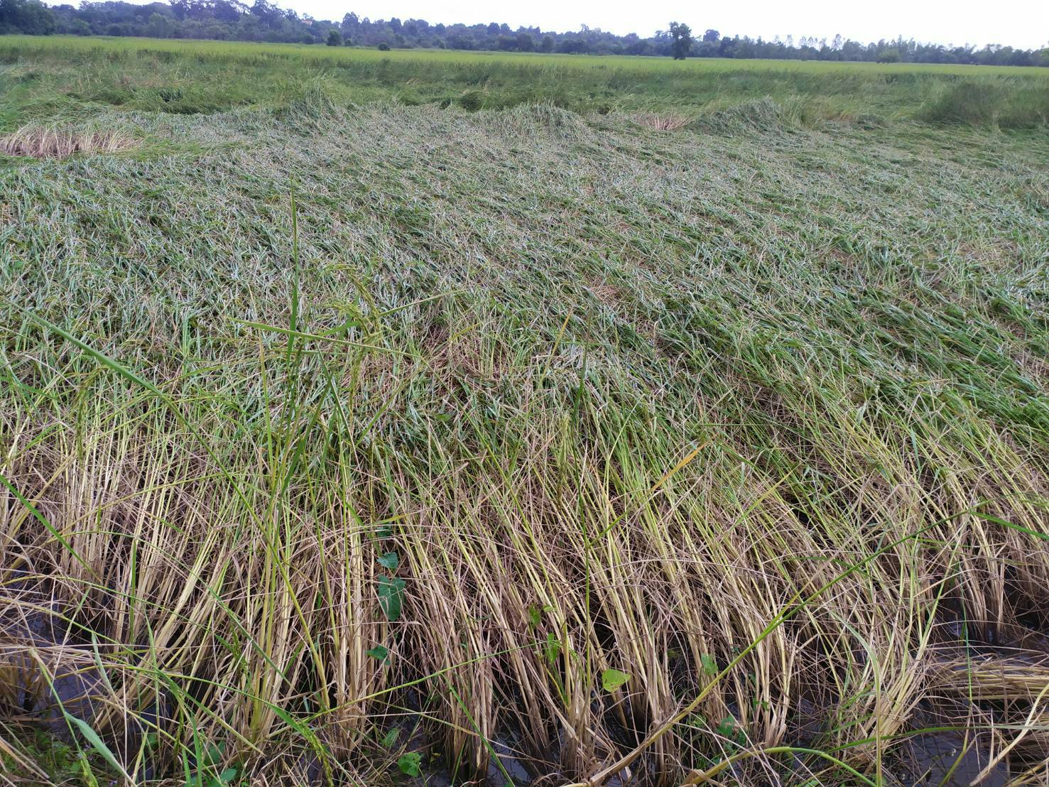ปลายฝนต้นหนาวส่งผลกระทบต่อนาข้าวเกษตรกรยโสธร