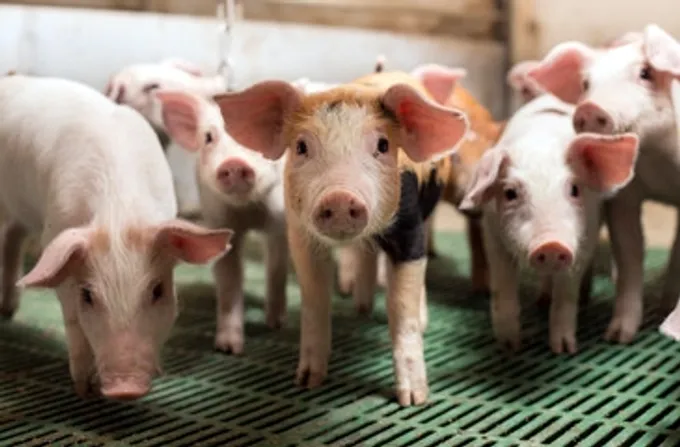 หมูเถื่อนไม่สิ้นซาก เกษตรกรสิ้นใจ แบกไม่ไหวราคาร่วงต่ำกว่าต้นทุน