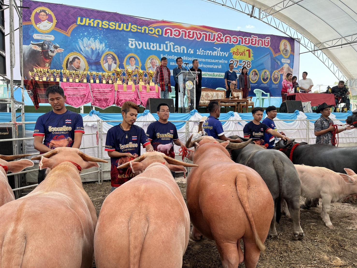 อุบลราชธานีจัดประกวดควายใหญ่-ควายงามชิงแชมป์โลก