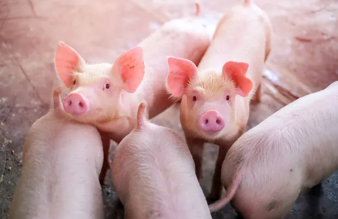 ผู้เลี้ยงหมูเฮ!! รับ ครม.ใหม่ ฝากดูแลเกษตรกร-กำจัดหมูเถื่อน-ยกระดับหมูไทย