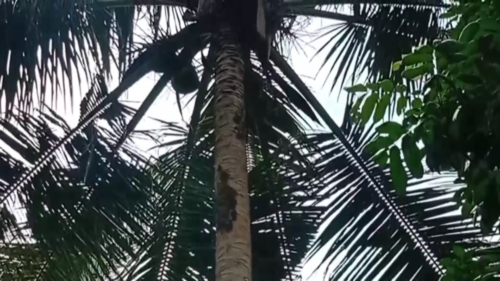 ป่วน! กองทัพแตนบุกยึดสวนมะพร้าว​ ชาวบ้านถูกต่อยอื้อ​ ขนาดลิงยังผวา