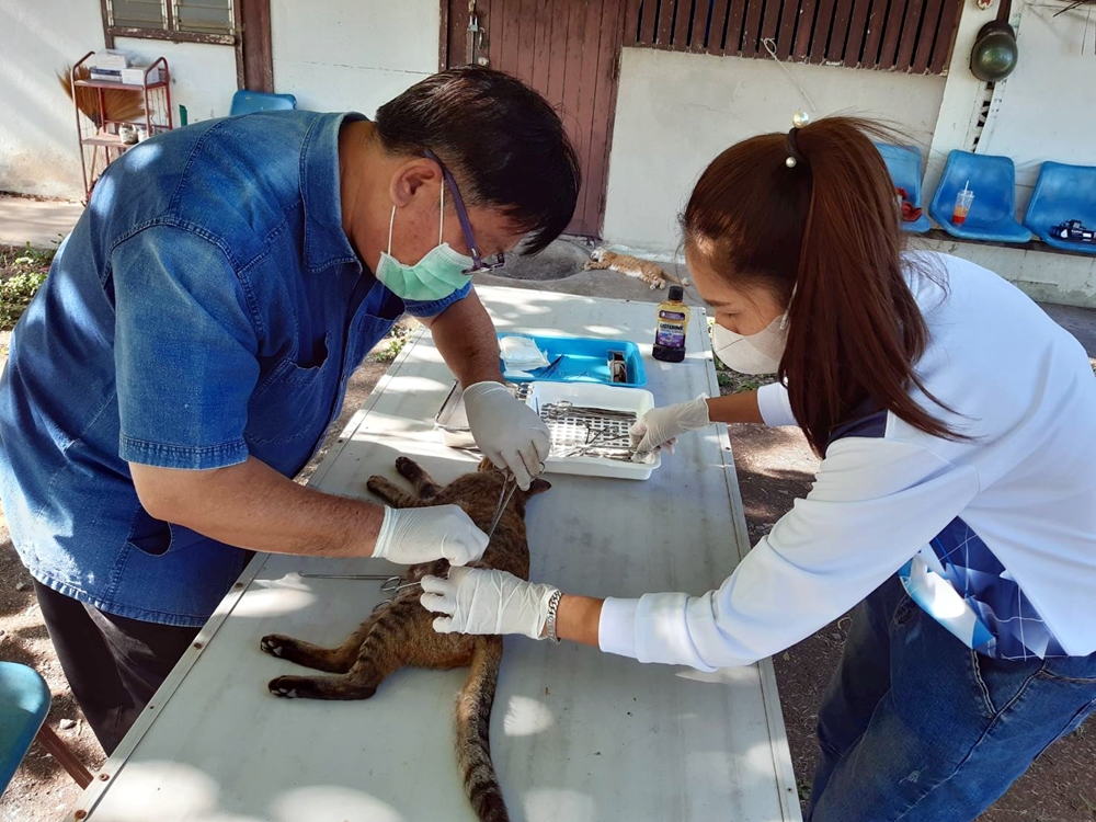 ปศุสัตว์เมืองลพบุรี ออกให้บริการผ่าตัดทำหมันและฉีดวัคซีนป้องกันโรคพิษสุนัขบ้า