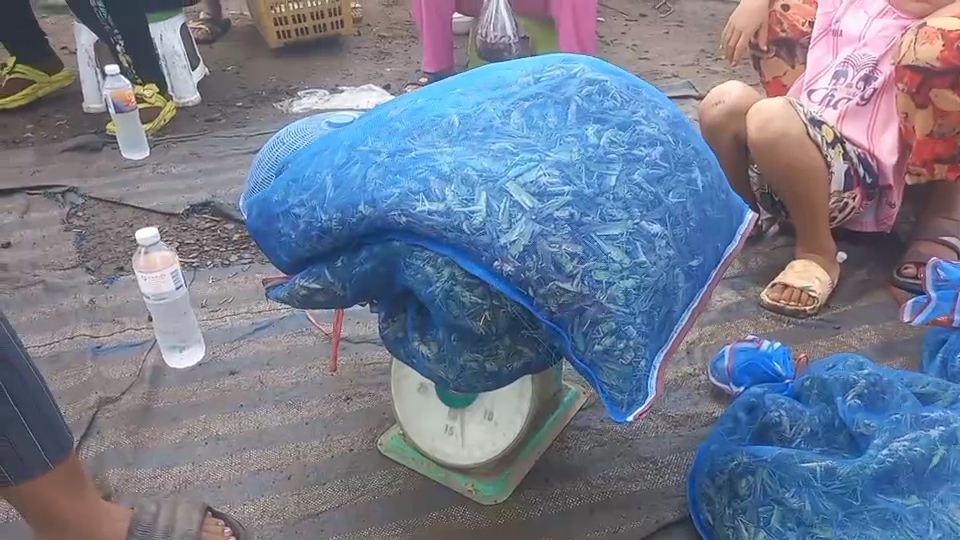 สุรินทร์ ชาวกัมพูชา แห่จับตั๊กแตนธรรมชาติมาขายตลาดช่องจอมฝั่งไทยคึกคัก พ่อค้าแม่ค้ารอรับซื้อไปทอดขายต่อ