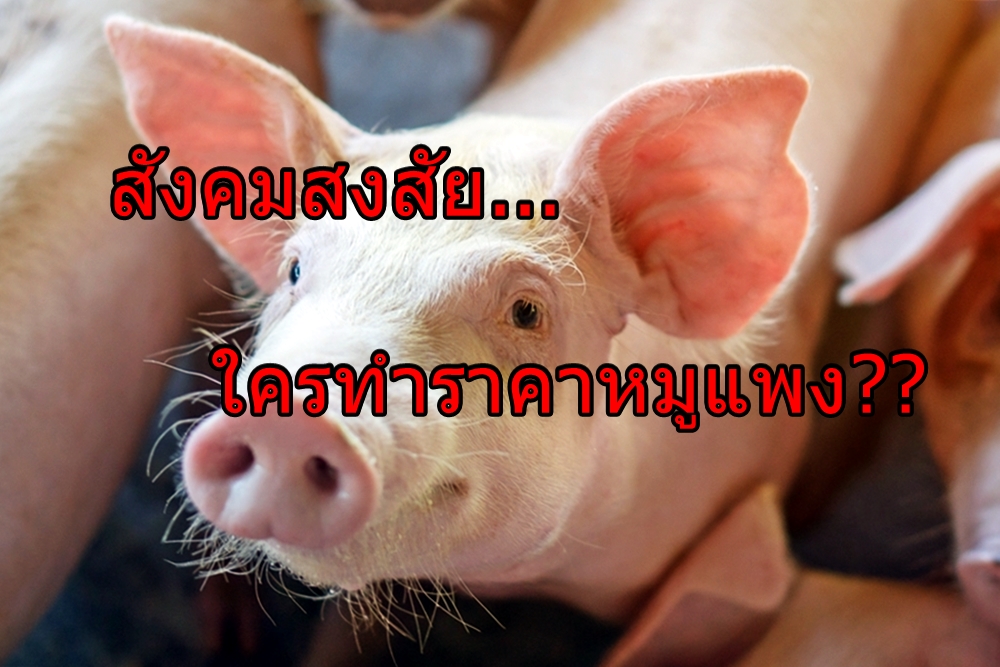 สังคมสงสัย... ใครทำราคาหมูแพง??