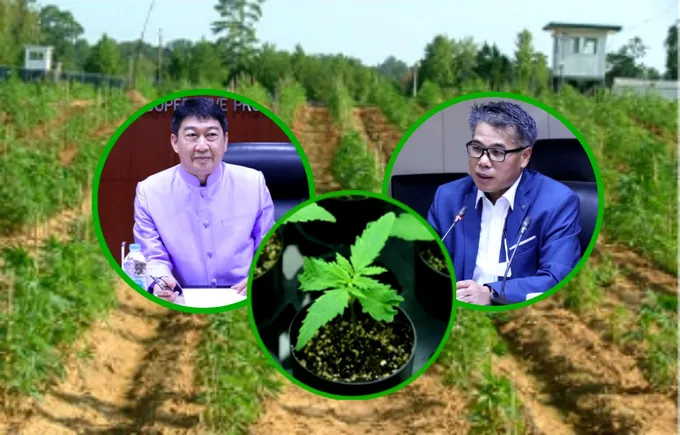 ดัน "สหกรณ์" นำร่องผลิตเมล็ดพันธุ์กัญชงป้อนอุตสาหกรรม