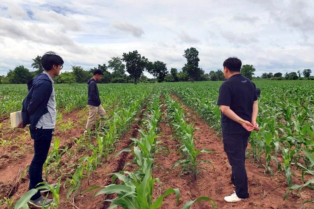 เครือซีพี ยึดมั่น “ไม่เขา ไม่เผา เราซื้อ” จัดหาข้าวโพดเลี้ยงสัตว์ผ่านระบบตรวจสอบย้อนกลับ 100% ปราศจากรุกป่า ไม่เผาตอซัง