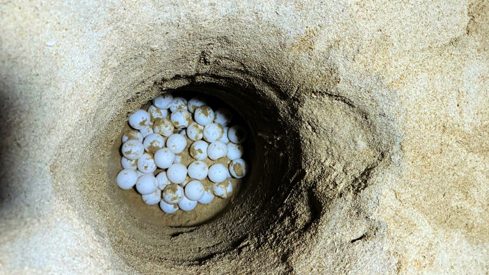 พังงาเฮ! แม่เต่ามะเฟืองขึ้นวางไข่ชายหาดทุ่งดาบ รังแรกฤดูกาล 2568/69 พบ 105 ฟอง