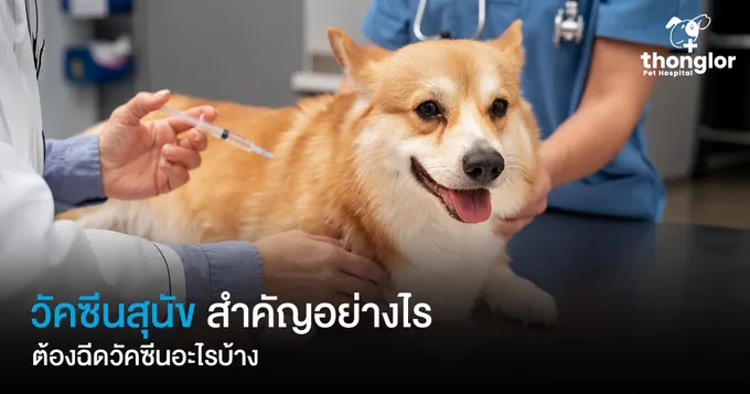 วัคซีนสุนัขมีอะไรบ้าง ต้องเตรียมตัวและดูแลหลังฉีดอย่างไร