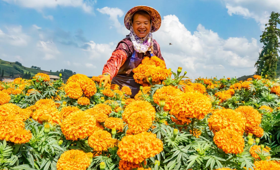 ทุ่งดอกดาวเรืองเมืองชิวเป่ย มณฑลยูนนาน เบ่งบานสะพรั่งต้อนรับฤดูเก็บเกี่ยว สร้างอุตสาหกรรมสีส้มเพิ่มรายได้ให้เกษตรกรท้องถิ่น