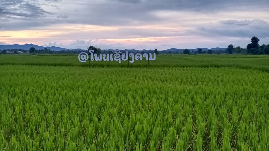'อินทัช' ส่งต่อวิถีการทำเกษตรแบบยั่งยืน 'วิสาหกิจชุมชนศูนย์ข้าวชุมชน ต.ซ่าว อ.เชียงคาน จ.เลย'