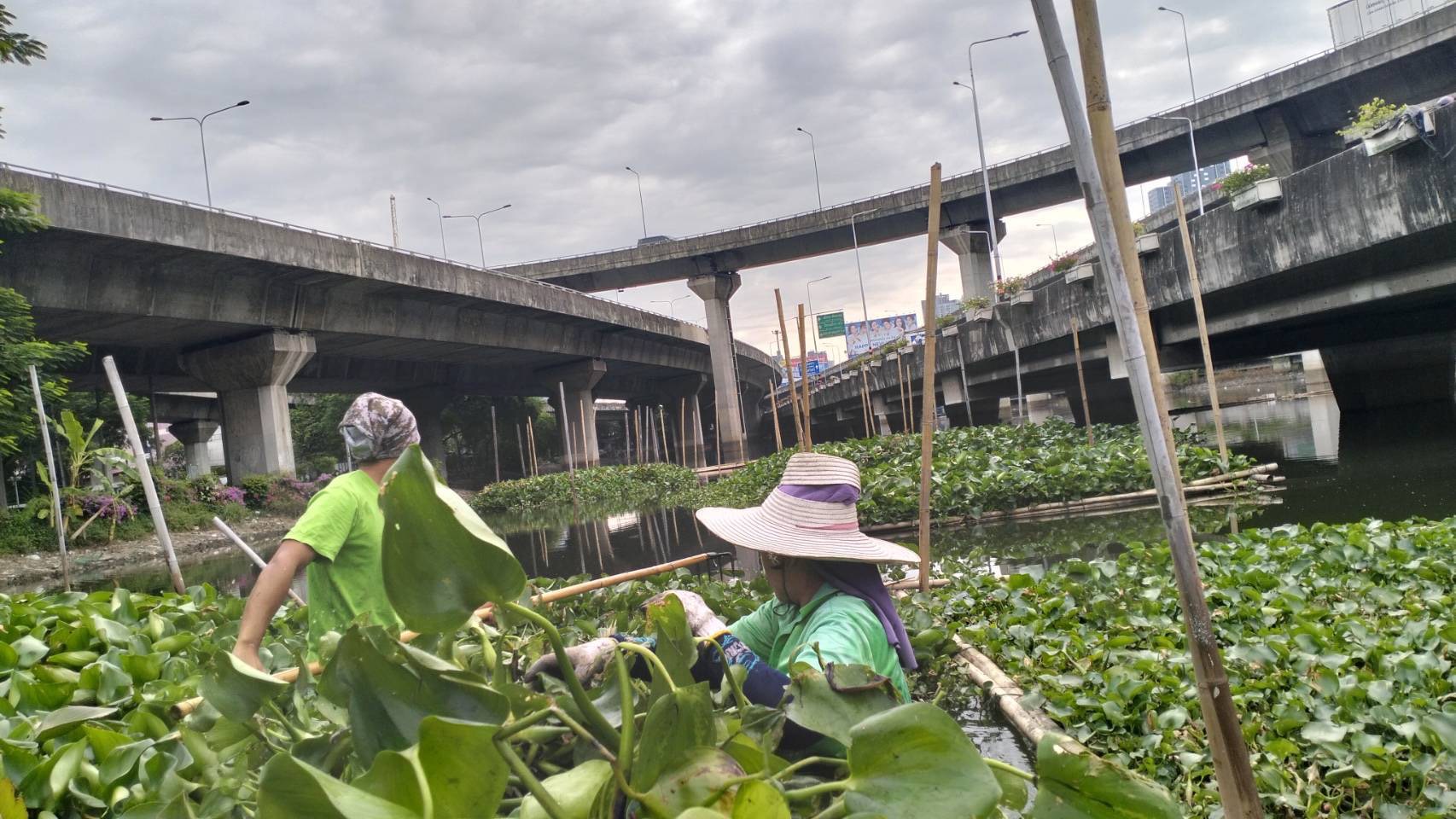 บำบัดน้ำเสียกลางกรุงด้วยพืชน้ำ จากพระราชดำริในหลวง ร.9