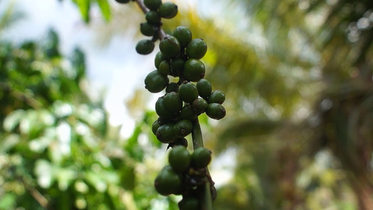 ชุมพร นักพัฒนากาแฟโรบัสต้า แนะวิธีกำจัดมอดศัตรูตัวร้ายของชาวสวนต้นเหตุกาแฟเสียคุณภาพ