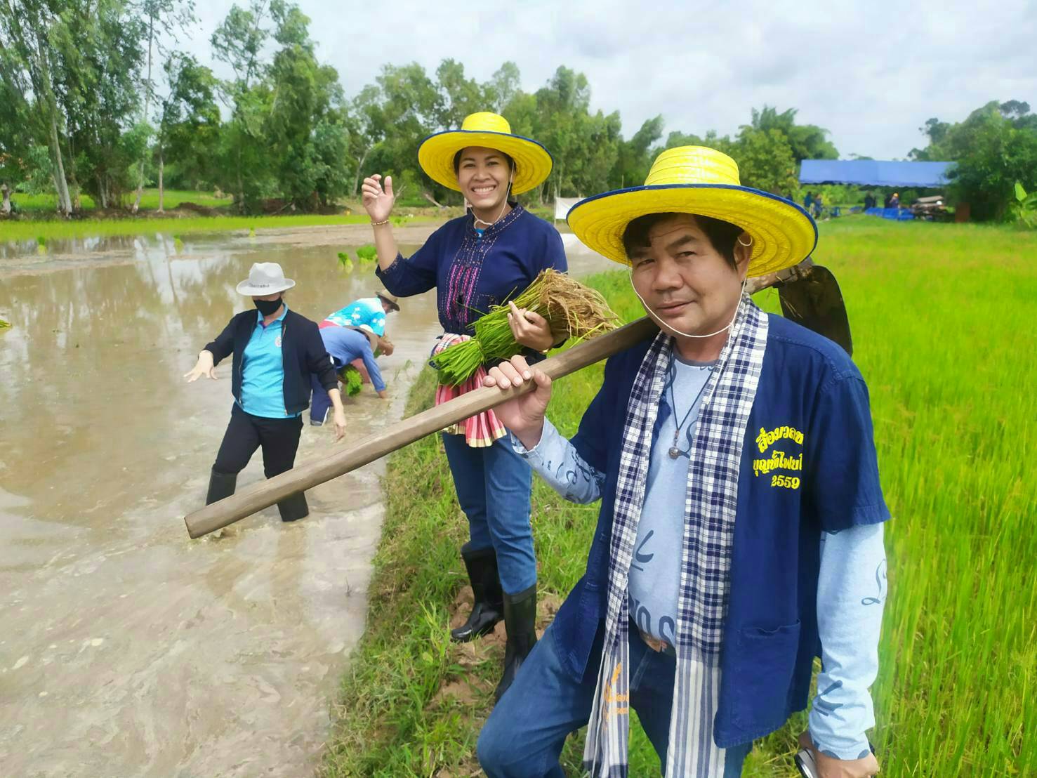 "ดำนา" วัฒนธรรมที่เลือนหาย กลายมาเป็นงานอดิเรกในเครือญาติที่ยโสธร