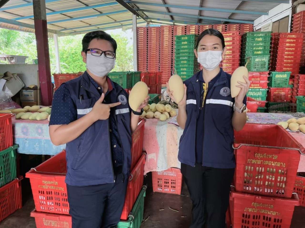 เกษตรกร จ.สระแก้ว ดึงเทคโนโลยีและนวัตกรรม แอร์บัส ประยุกต์ใช้ลดต้นทุน เพิ่มรายได้​  มะม่วงน้ำดอกไม้ GI 