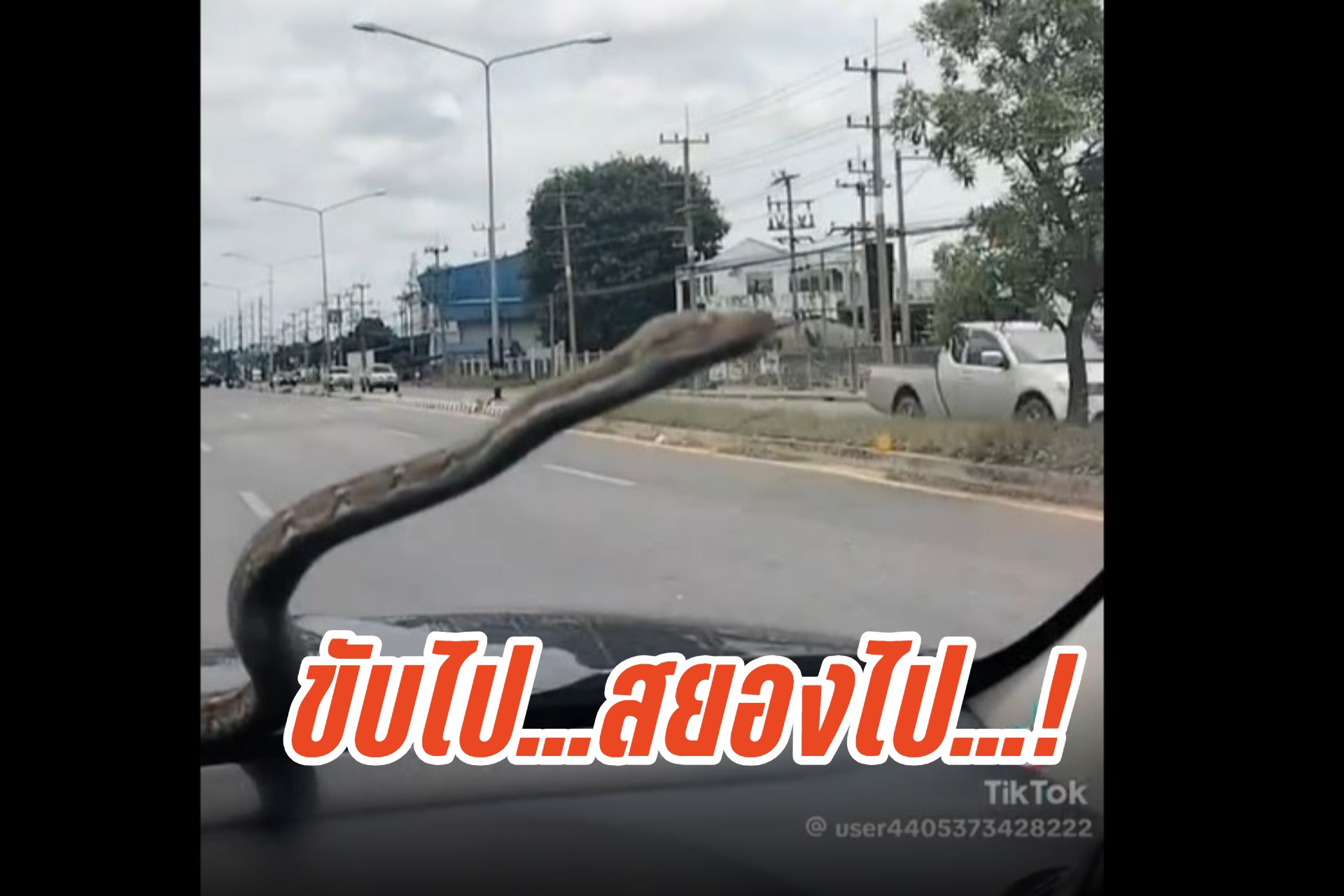 สยอง! คลิป "งูเหลือม" เลื้อยอยู่บนกระจกหน้ารถยนต์