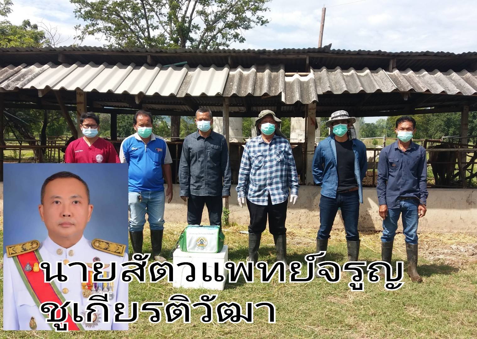  ปศุสัตว์จังหวัดลพบุรี ฉีดวัคซีนป้องกันโรคปากและเท้าเปื่อยให้โคเนื้อ