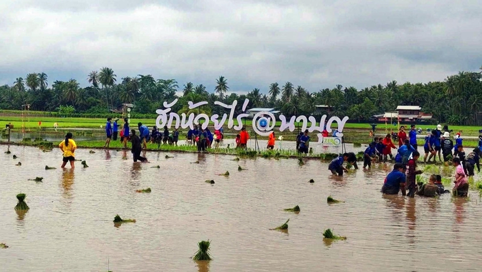 เพชรบูรณ์สืบสาน “เจดีย์ข้าววัดโฆษา” ชวนร่วมดำนาอนุรักษ์วิถีชาวห้วยไร่