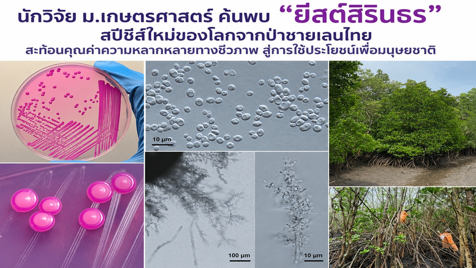 ค้นพบ “ยีสต์สิรินธร” สปีชีส์ใหม่ของโลกจากป่าชายเลนไทย ถวายพระเกียรติ 70 พรรษา