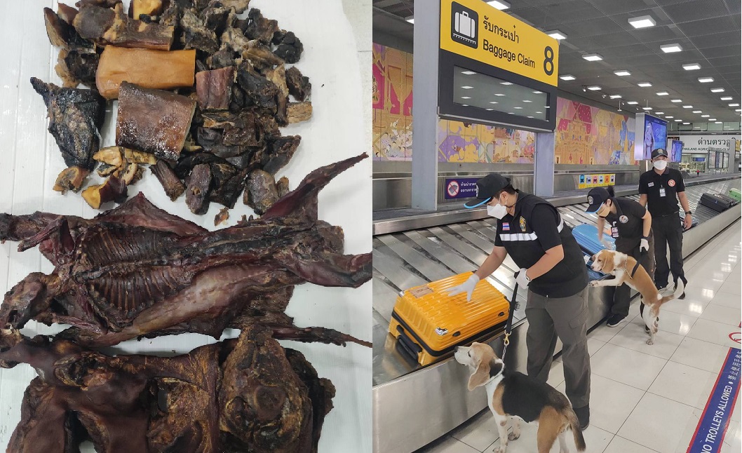 เจ้าหน้าที่ด่านกักกันสัตว์สนามบินสุวรรณภูมิพบค้างคาวรมควันที่ชาวจีนลักลอบนำเข้าไทย