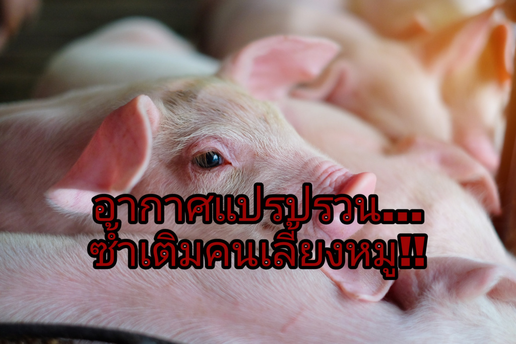 ร้อนแล้ง-อากาศแปรปรวน ซ้ำเติมคนเลี้ยงหมู หลังเหนื่อยหนักกับการป้องกัน ASF