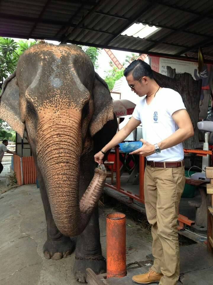"วันช้างไทย"หยุดทำร้ายและทรมานอาจเข้าข่ายการทารุณกรรมสัตว์