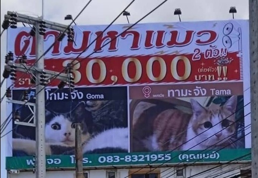 ขึ้นป้ายโฆษณาตามหาแมวหายกลางเมืองภูเก็ต ตั้งรางวัล3 หมื่นต่อตัว