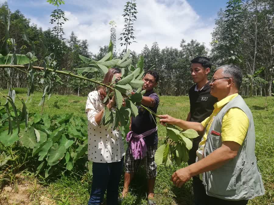 เกษตรตรังลงพื้นที่สำรวจผลกระทบการระบาดโรคยางพารา