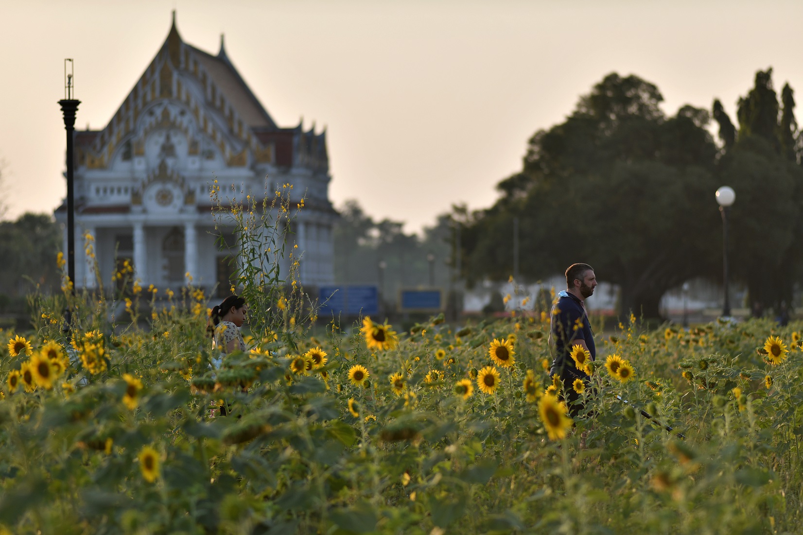 ชมทุ่งทานตะวันบานสะพรั่งรับลมหนาวที่พุทธมณฑล