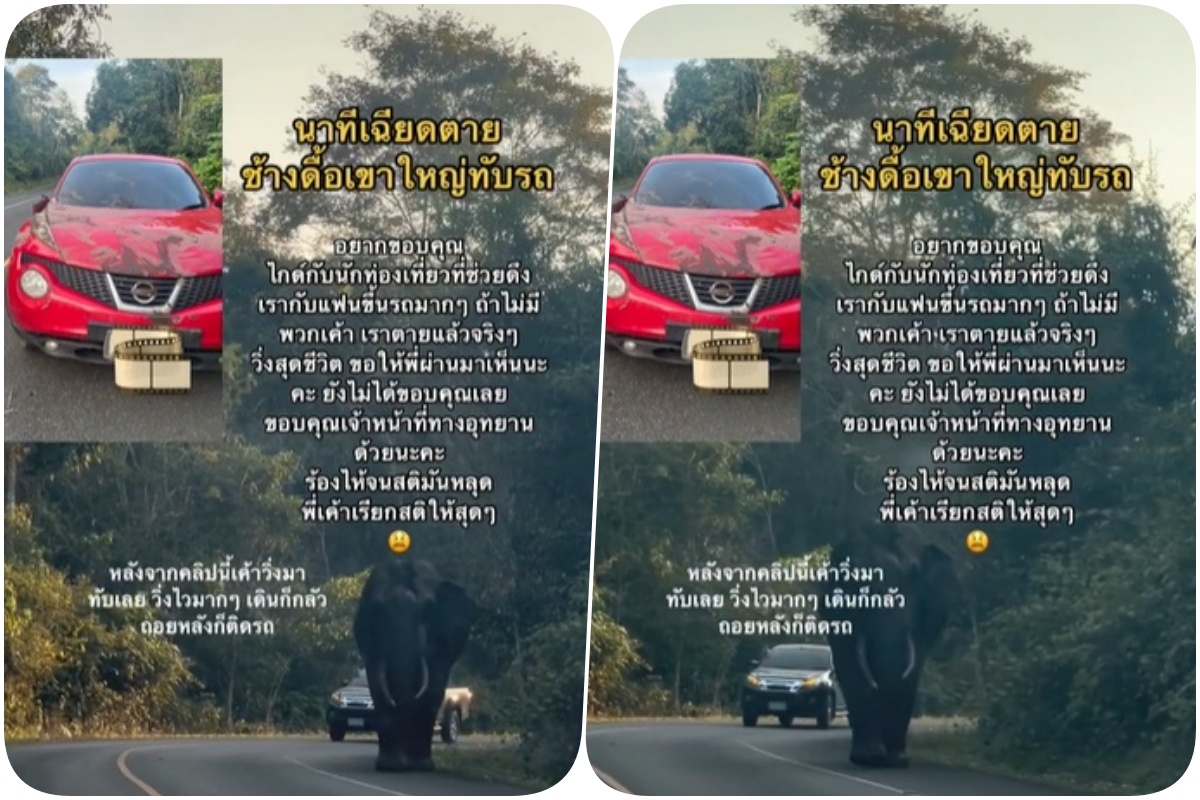 นาทีเฉียดตาย!! ช้างดื้อเขาใหญ่ วิ่งทับรถ นักท่องเที่ยวสาวกับแฟนรอดหวุดหวิด