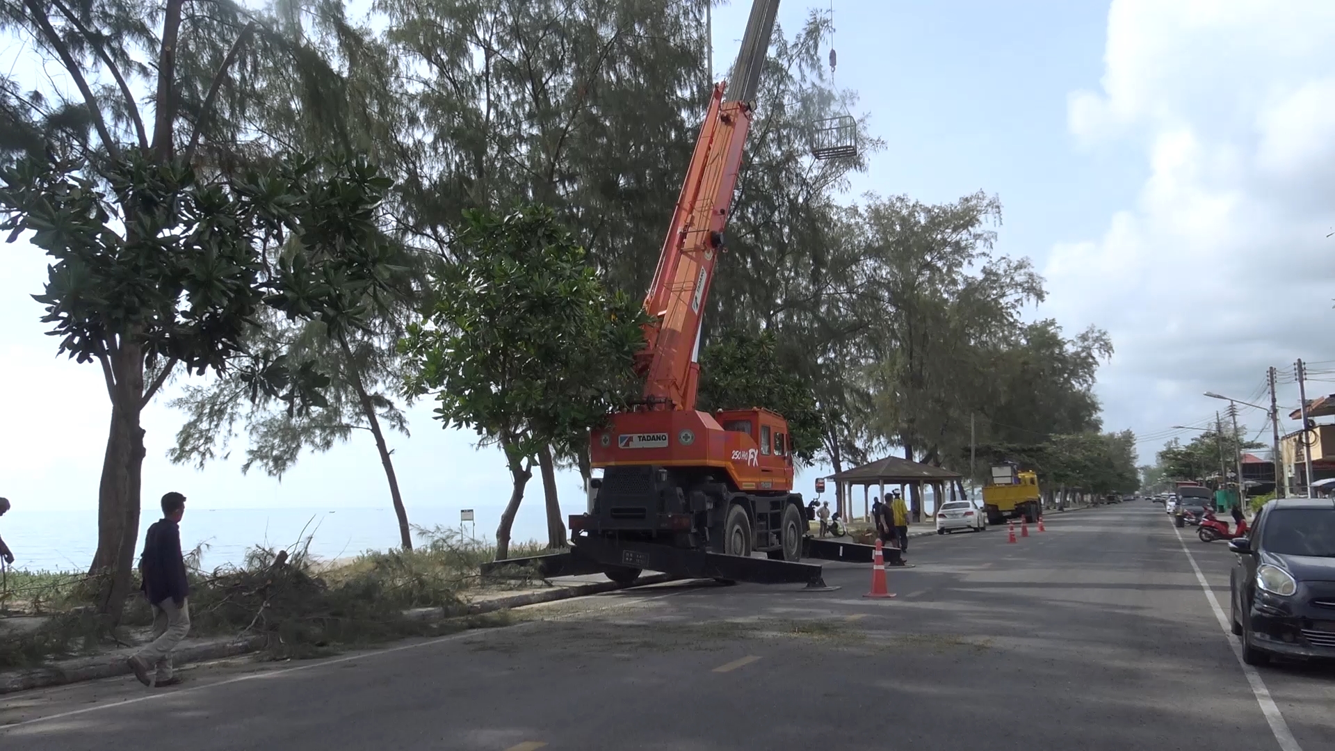 เทศบาลนครสงขลาตัดแต่งต้นสนริมชายหาดป้องกันอันตรายจากลมกรรโชกแรง