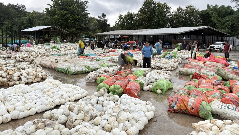 กยท.ทุ่มงบ 2,280 ล้าน พยุงราคายาง รับซื้อ–แปรรูป STR 20 ดูดซับ 2.5 แสนตัน/ปี ชาวสวนยางมีตลาดรองรับเป็นธรรม
