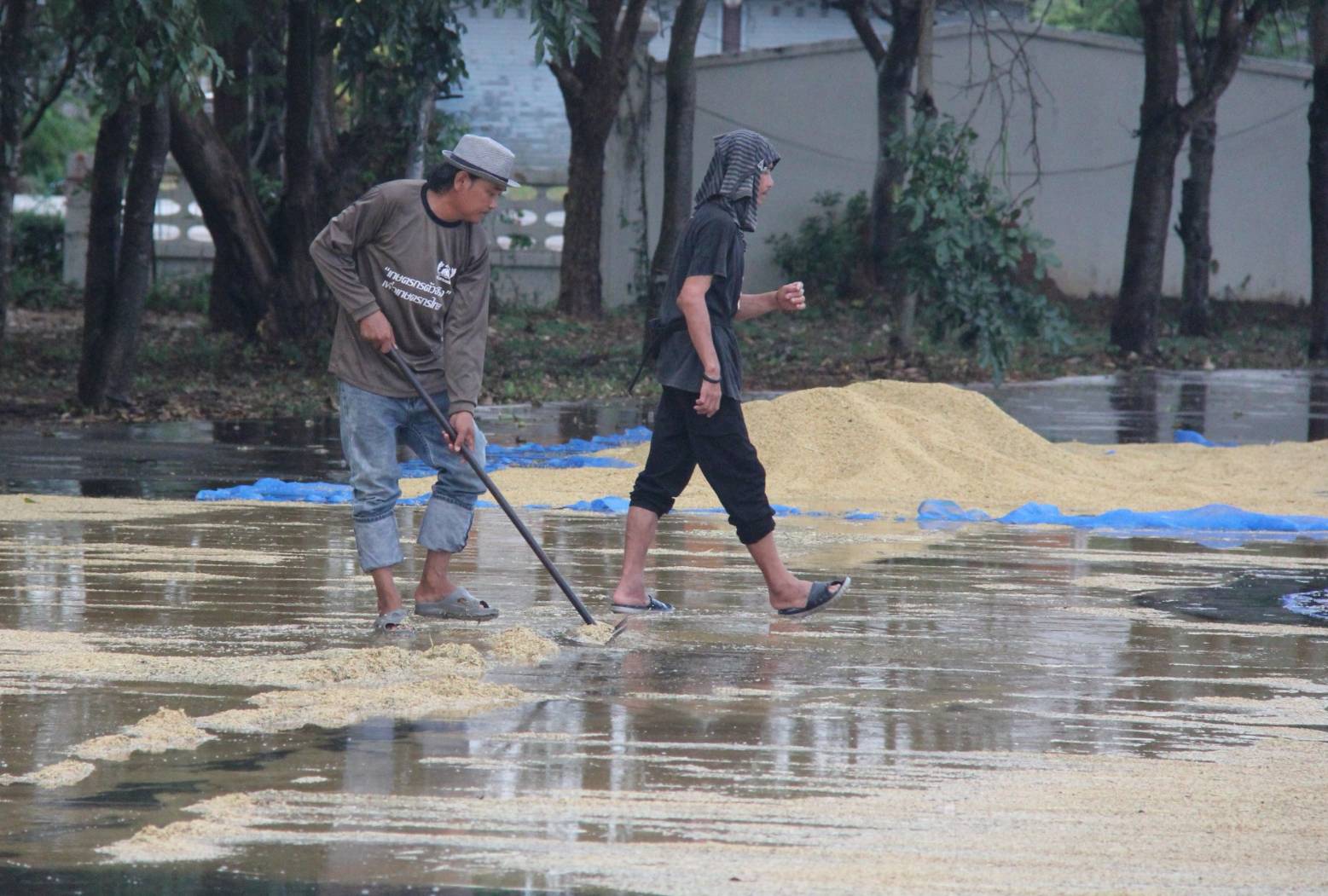 ชาวนาบุรีรัมย์​ตากข้าวเจอฝนถล่มซ้ำเติมจากภัยน้ำท่วม
