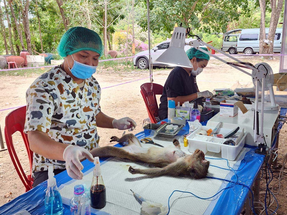 “เทศบาลเมืองหัวหิน” ลุยทำหมันลดประชากรลิงแสม เพิ่มอีก 300 ตัว หวังแก้ปัญหาอย่างยั่งยืน