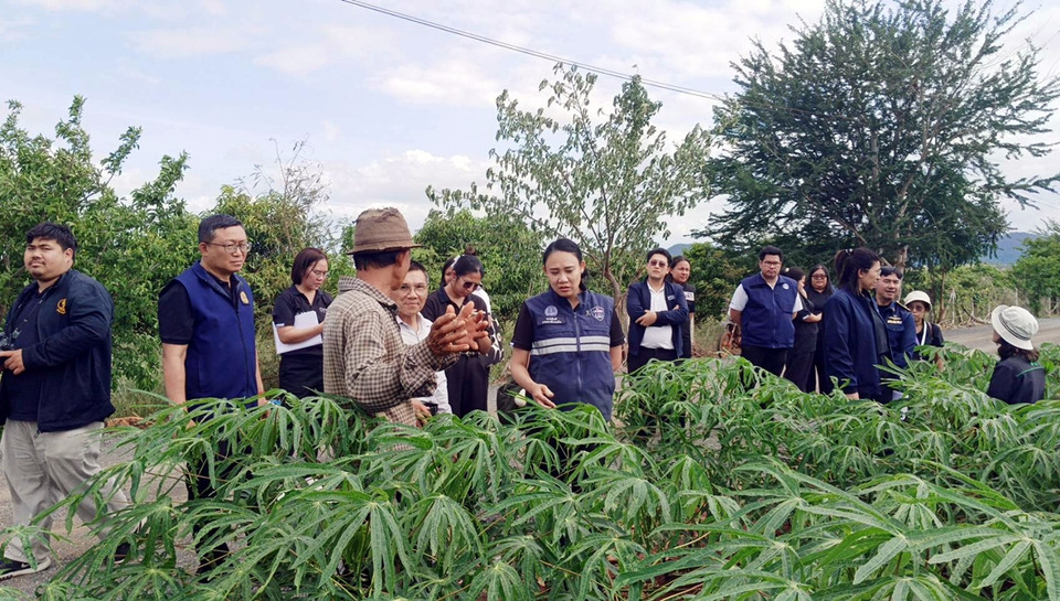 พาณิชย์–สมาคมฯ ผนึกกำลังกู้วิกฤตใบด่างมันสำปะหลังกาญจน์ ดันแป้งพุ่ง โมเดลใหม่เกษตร