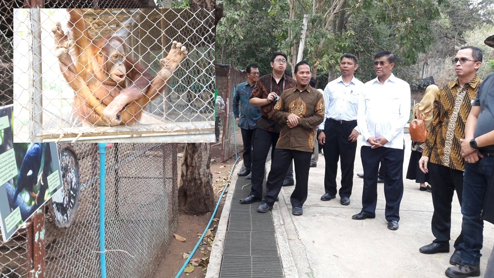 ทูตอินโดนีเซีย เยี่ยมและเลี้ยงขอบคุณเจ้าหน้าที่หลังส่งคืนลิงอุรังอุตังกลับ