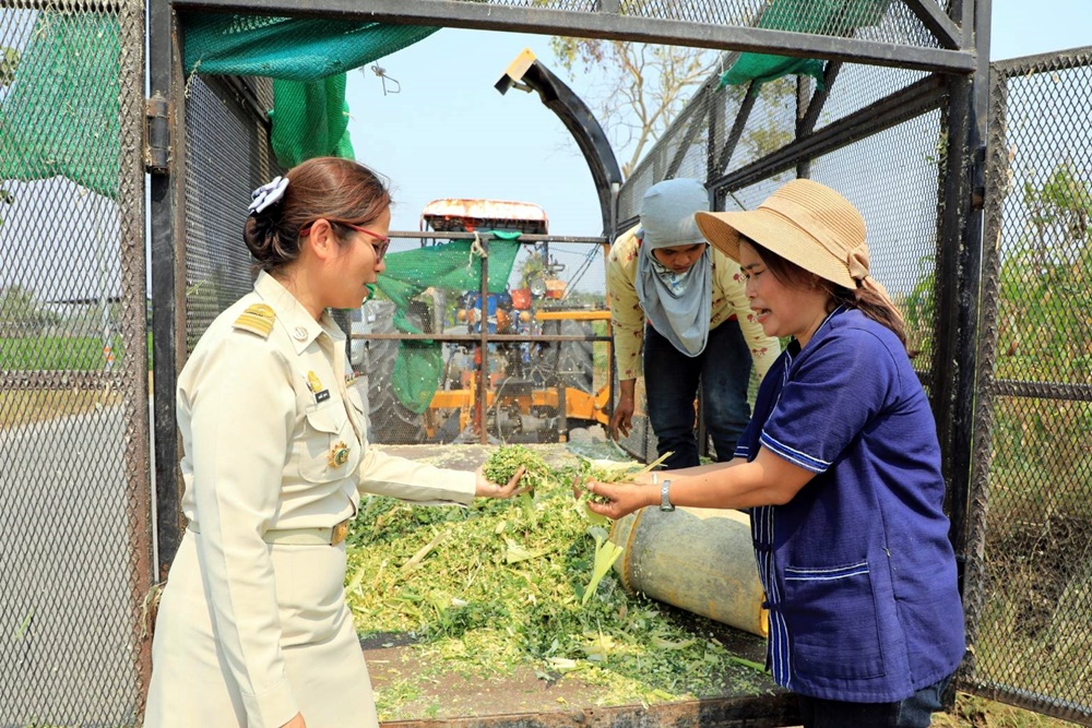 เกษตรกรวังม่วง ยกระดับแปลงใหญ่ บูรณาการภาครัฐ พัฒนาระบบการผลิตข้าวโพดเลี้ยงสัตว์ 