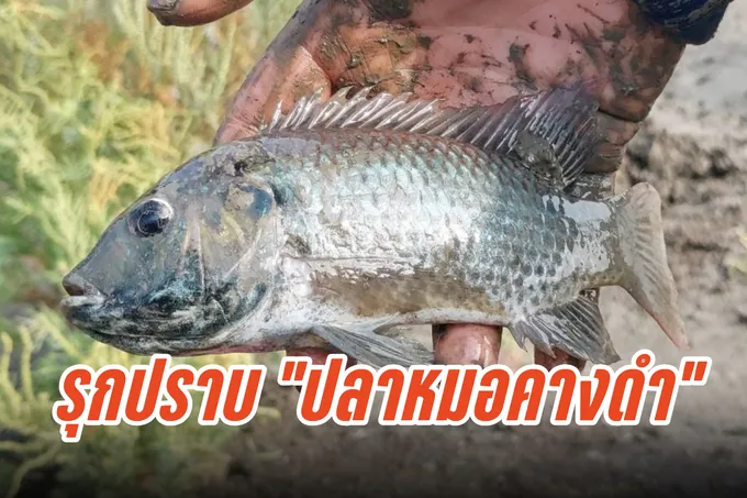 ชวนปราบ "ปลาหมอคางดำ" วายร้ายแห่งลุ่มน้ำเมืองคอน 