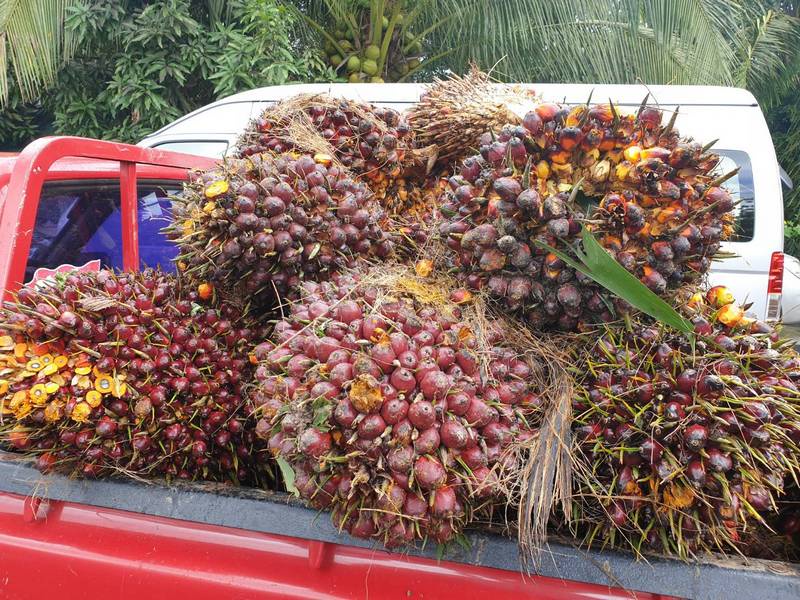 พาณิชย์จับลักลอบขนย้าย-กดราคารับซื้อผลปาล์ม
